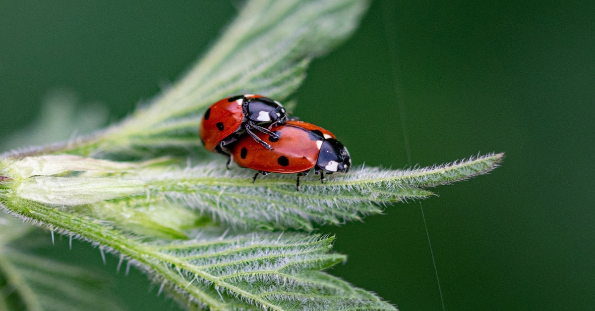 Ladybug Mating Reproduction Learn About Nature