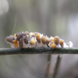 How Long Do Ladybugs Live? - Learn About Nature