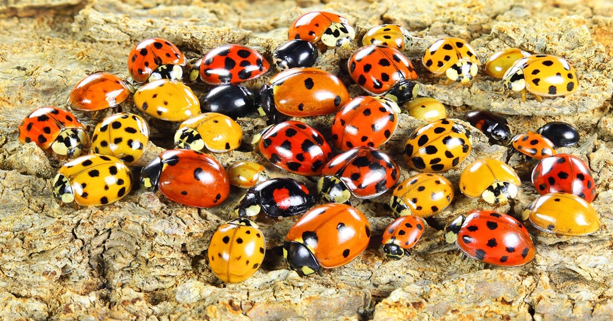 How to Get Rid of Ladybugs Without Hurting Them