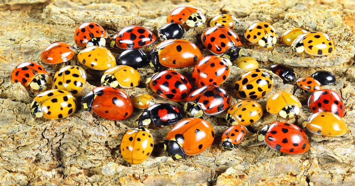  Why Do Ladybugs Have Spots Learn About Nature