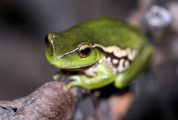 Green Tree Frog