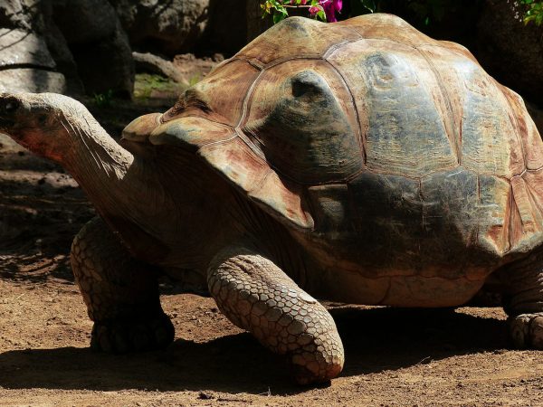 African Spurred Tortoise