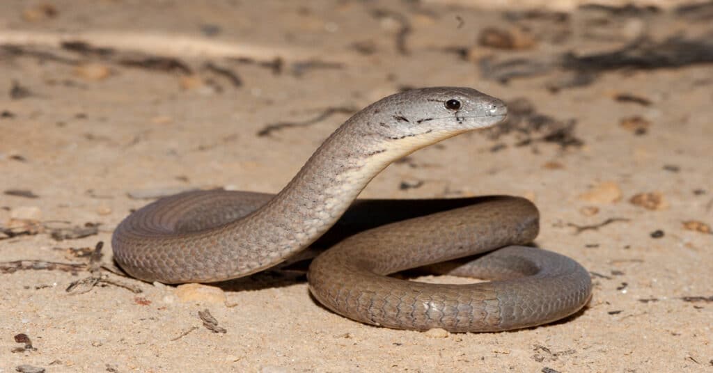 Legless Lizard - Learn About Nature