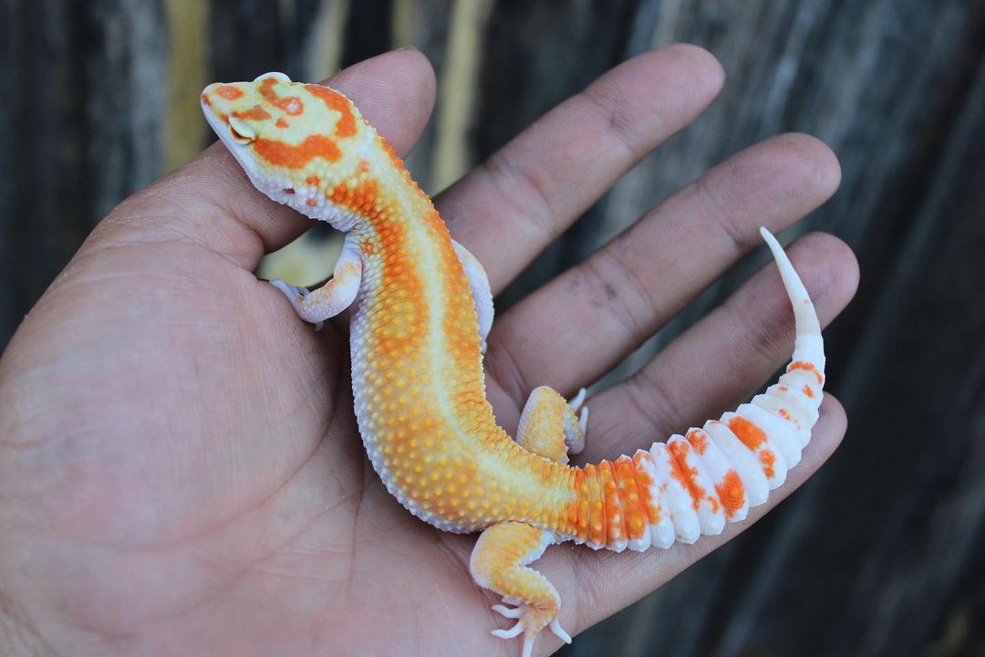 Leopard Gecko Morphs - Learn About Nature