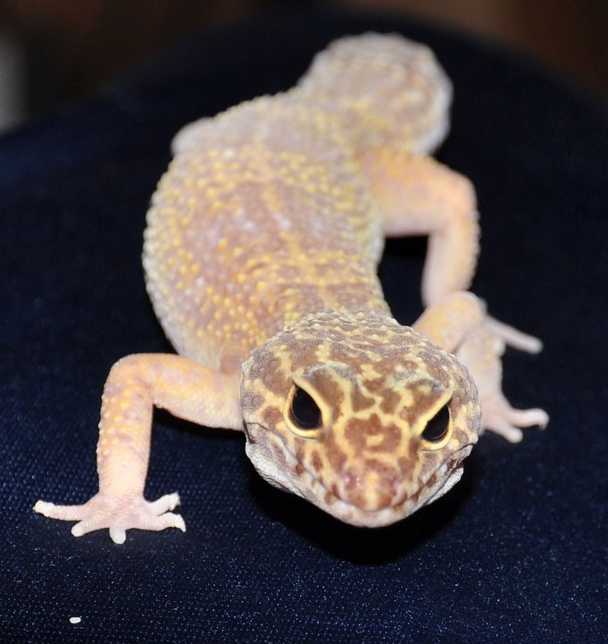 tangerine color morph gecko