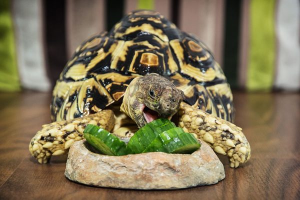 Leopard-Tortoise-Eating-Cucumber - Learn About Nature