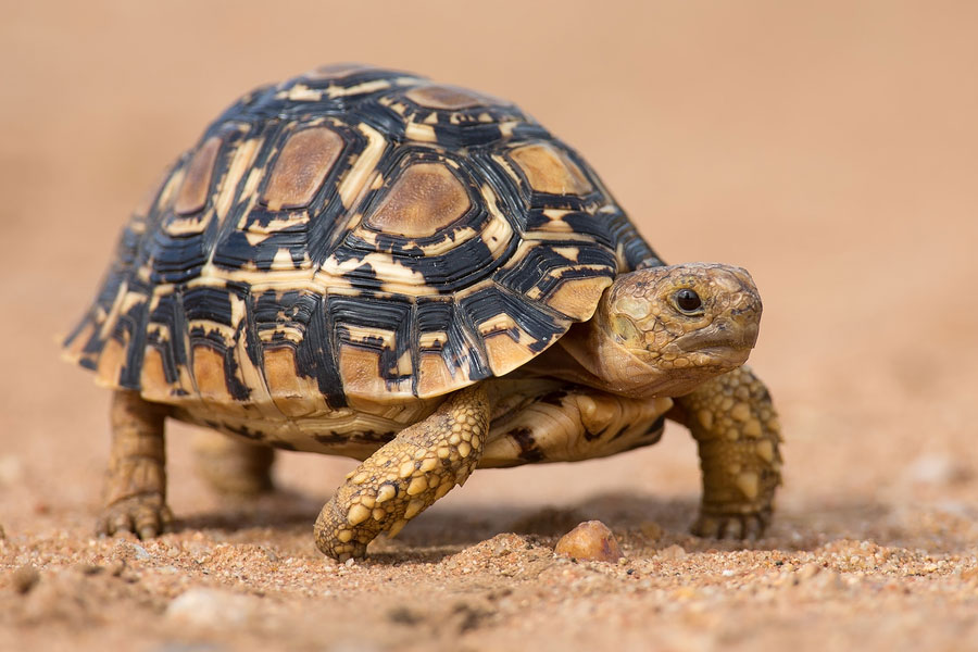 Learn about Nature | Quick Facts About Leopard Tortoise - Learn about ...