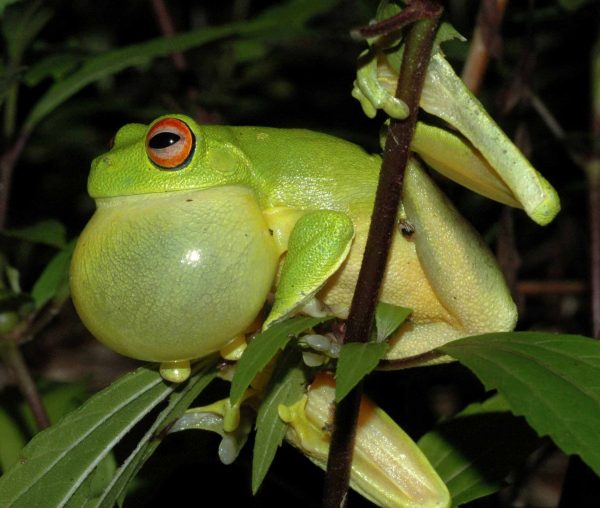 Red Eyed Frog