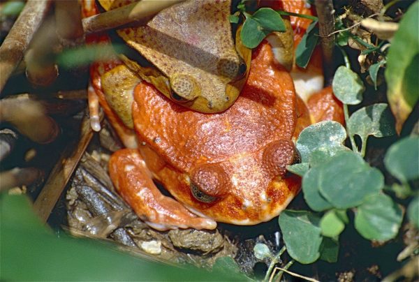 Tomato Frog