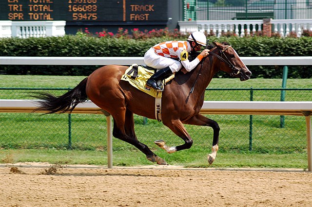 Majestic Beauty of Thoroughbred Horses