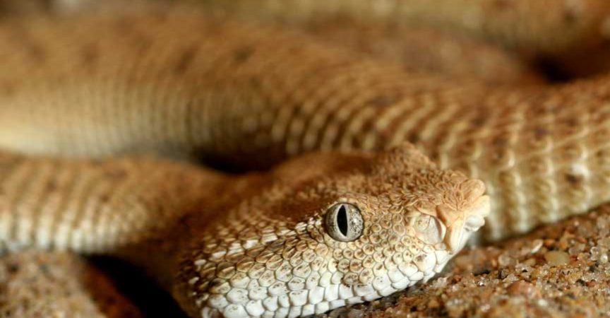 Types Of Snakes: Viperidae (Vipers) - Learn About Nature