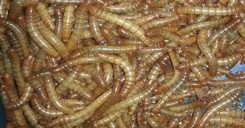 Mealworm Life Cycle