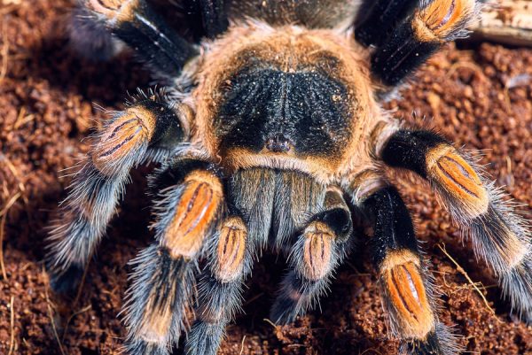 Mexican Tarantula