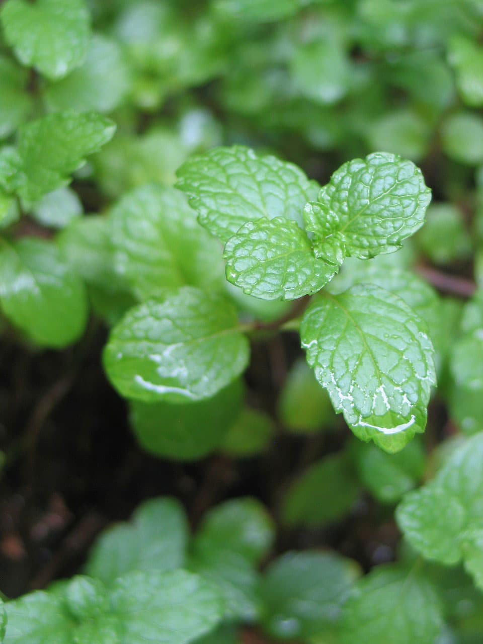 Mint - Learn About Nature