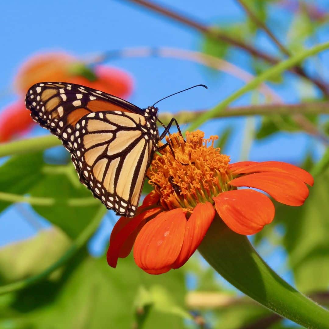 Fun Butterfly Facts That Will Shock You - Learn About Nature