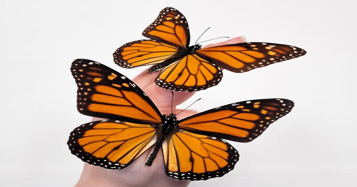 Monarch Butterfly Life Span Learn About Nature