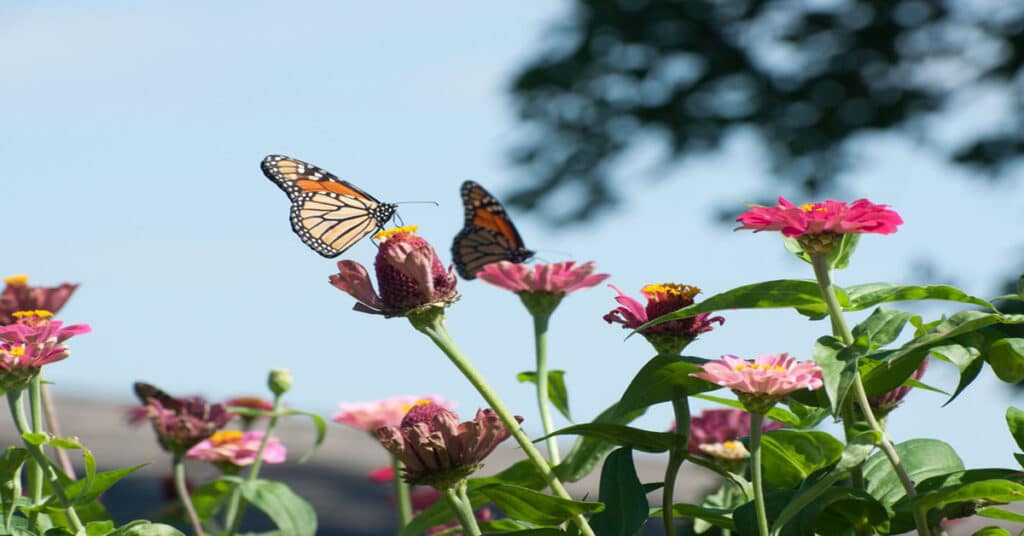 Butterfly Behavior to Watch in the Garden - Learn About Nature