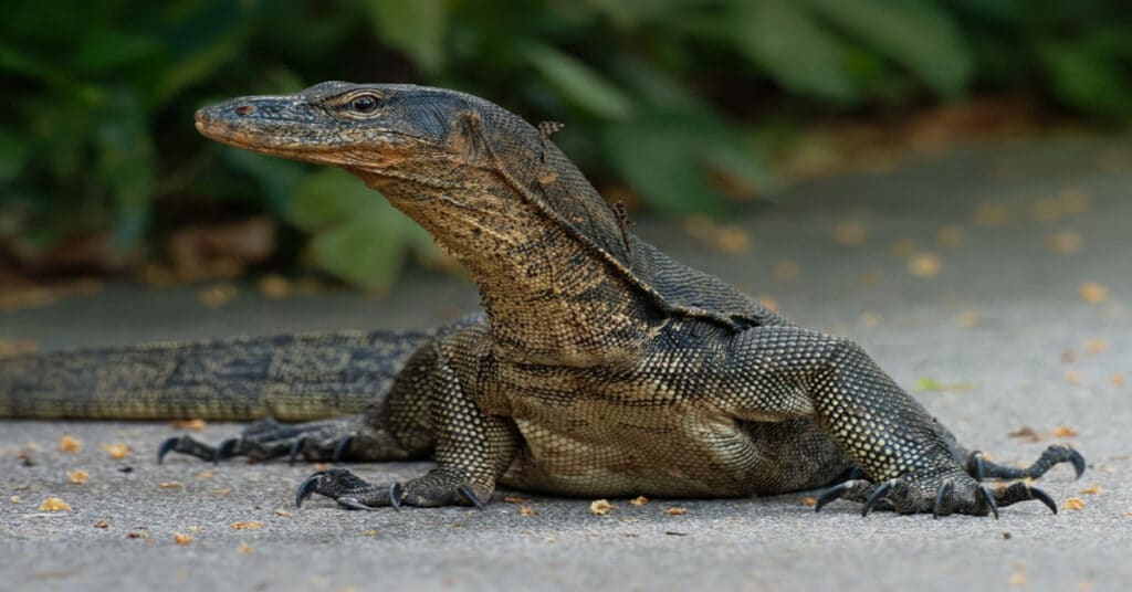 Monitor Lizard - Learn About Nature