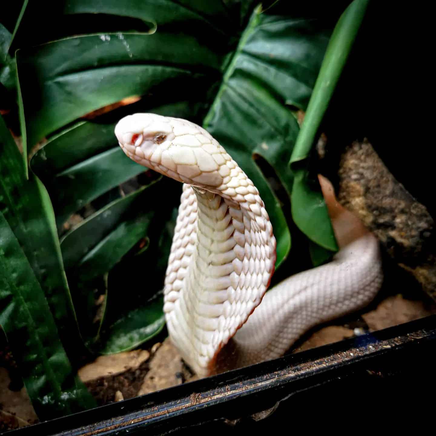 Snakes in Thailand In The Land Of Smiles - Learn About Nature