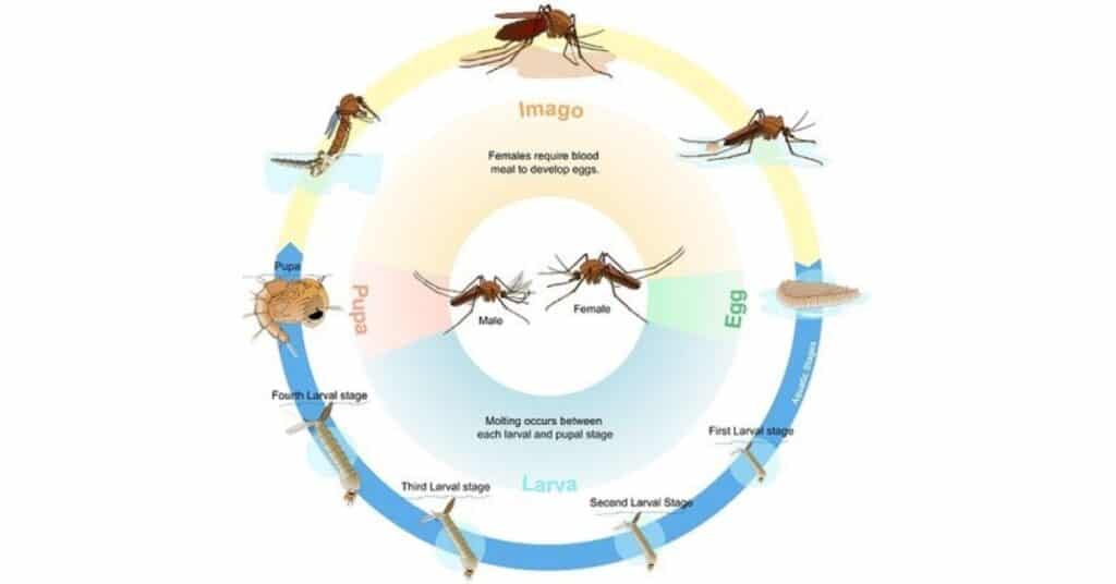 Mosquito Life Cycle