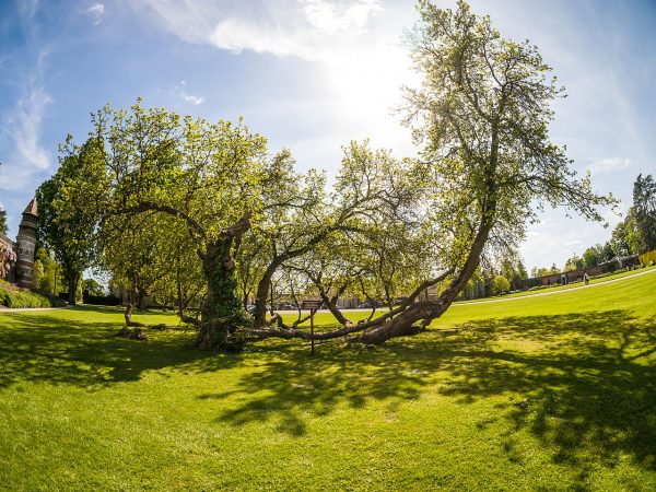 Mulberry Tree