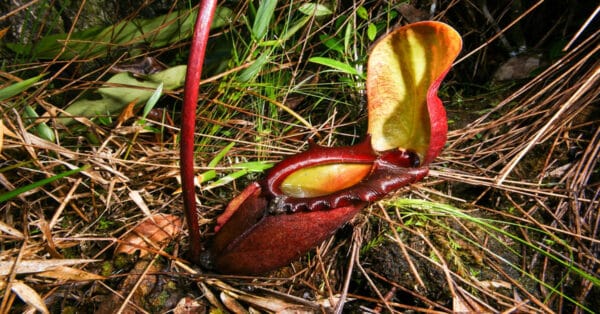 Nepenthes - Learn About Nature