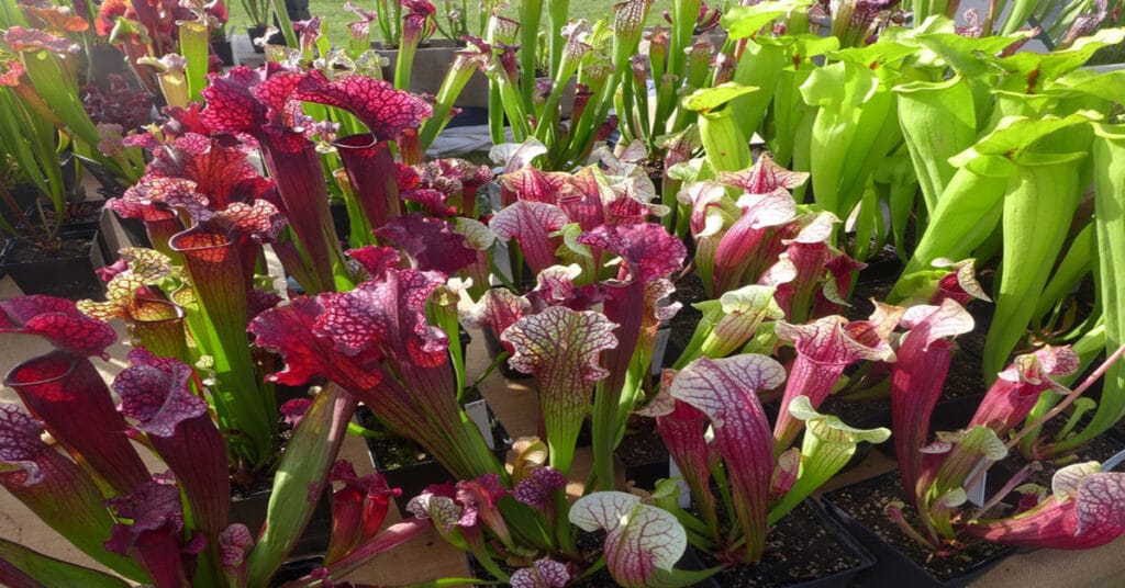 North American Pitcher Plant