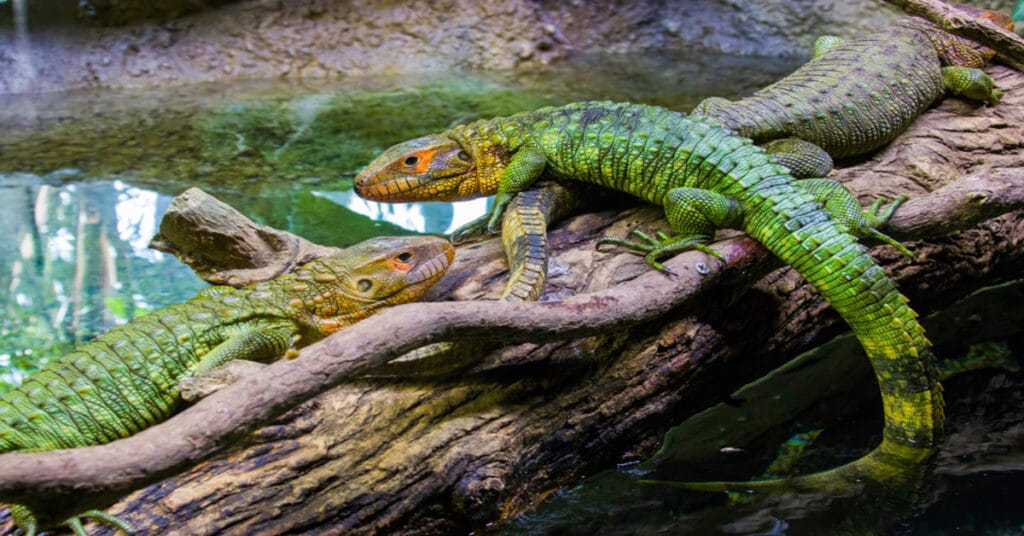 Northern Caiman Lizard