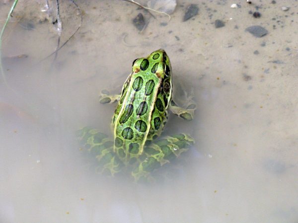 Leopard Frog