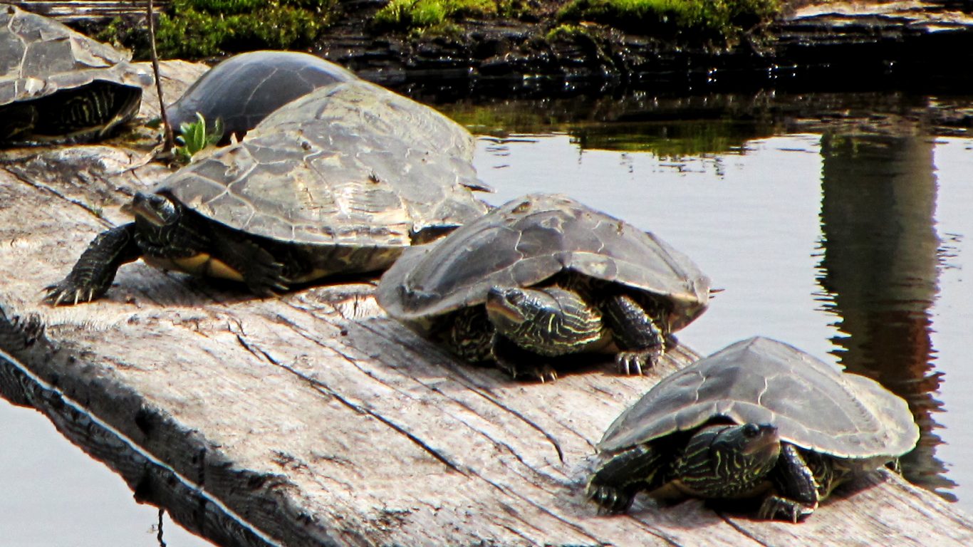 Eastern Painted Turtles - Learn About Nature