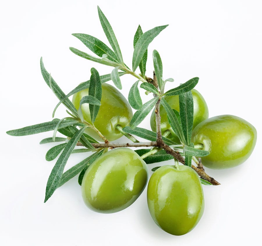 Albums 101+ Pictures Types Of Olive Trees With Pictures Updated