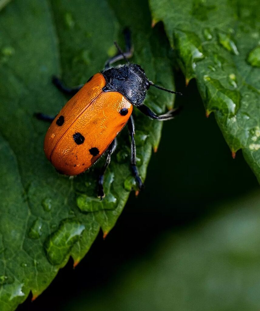 orange ladybug bite