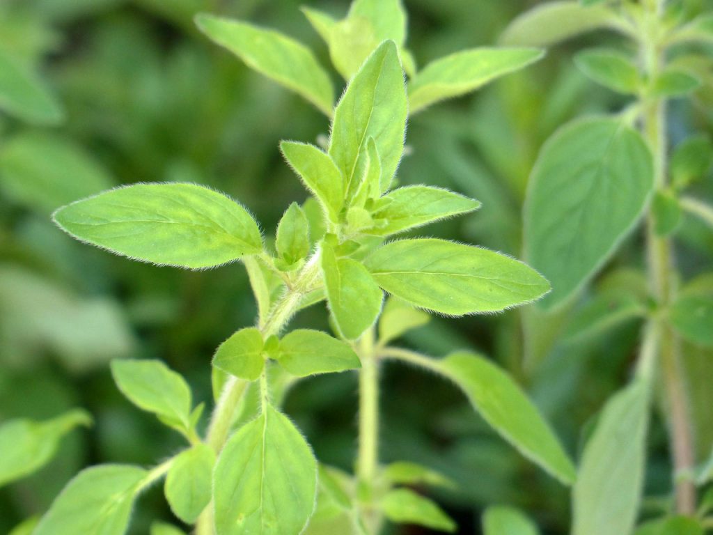 Oregano - Learn About Nature