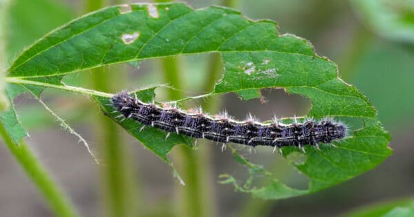 Painted Lady Caterpillar Learn About Nature   Painted Lady Caterpillar 600x314 