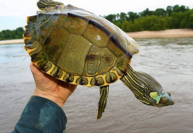 Pascagoula Map Turtle - Learn About Nature