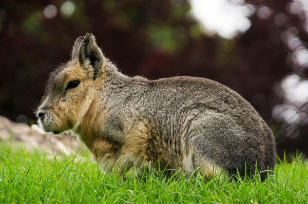 Patagonian Mara - Learn About Nature