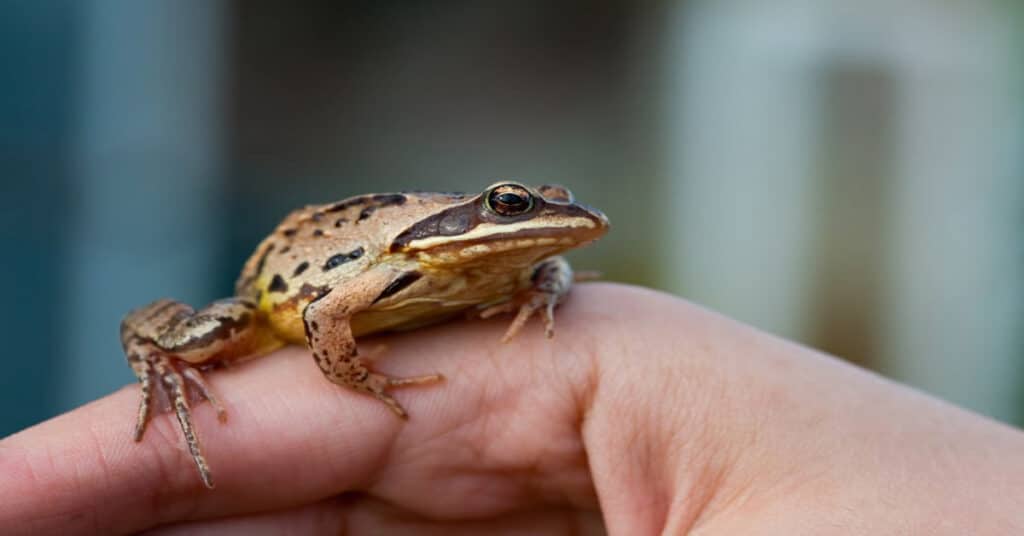 Tree Frog - Learn About Nature