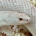 Pine Snake - Learn About Nature