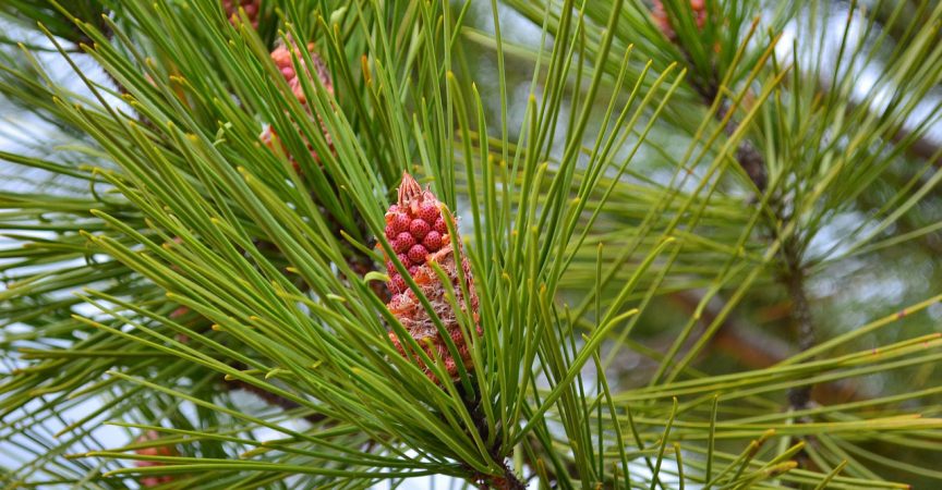 Pinus-Maritima - Learn About Nature