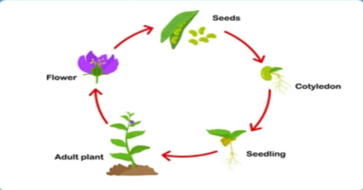 plant-life-cycle-learn-about-nature