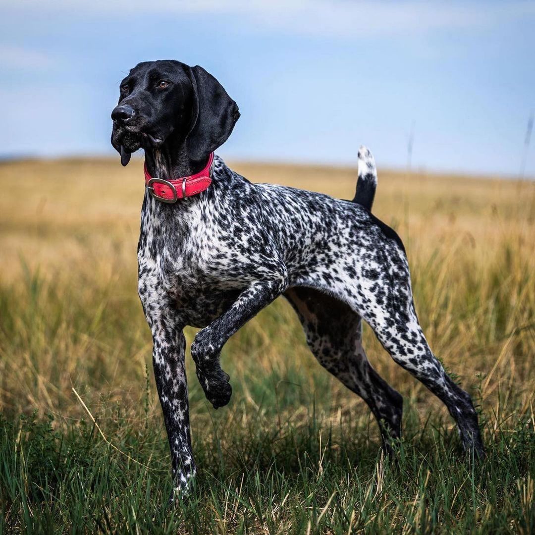 Top 20 Dog Breeds - Learn About Nature