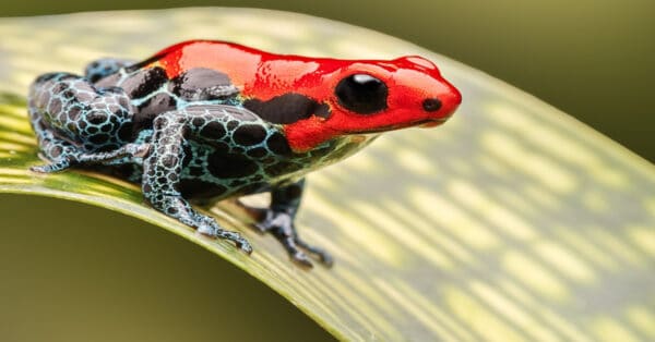 Poison Dart Frog - Learn About Nature