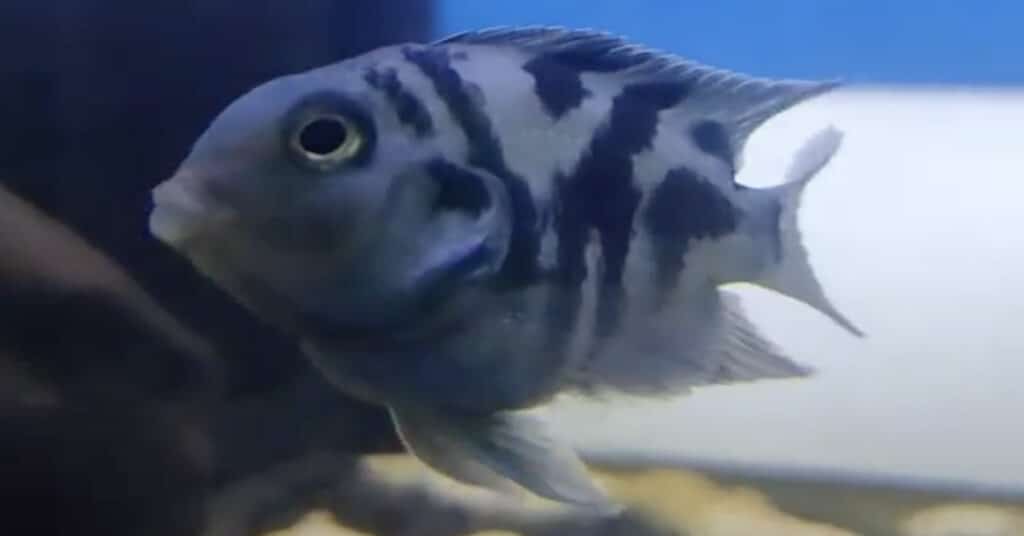 Polar Parrot Fish