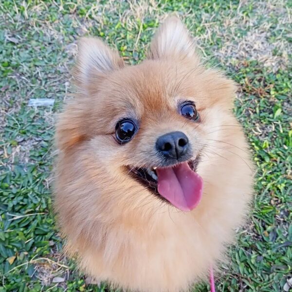 Do Pomeranians Bark a Lot? 5 Possible Reasons & Solutions - Learn About ...