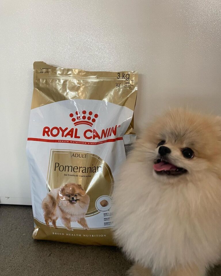 Best Foods For Pomeranians Tips About Healthy Meal Options Learn