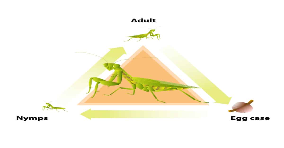 praying mantis life cycle for kids