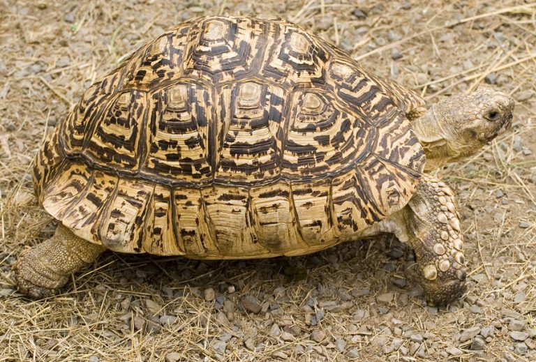 Qualities of Egyptian Tortoise - Sulcata Tortoise