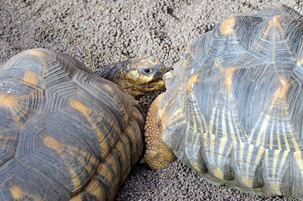 Radiated Tortoise - Learn About Nature