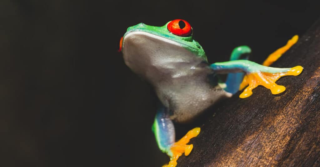 Red Eyed Tree Frog - Learn About Nature