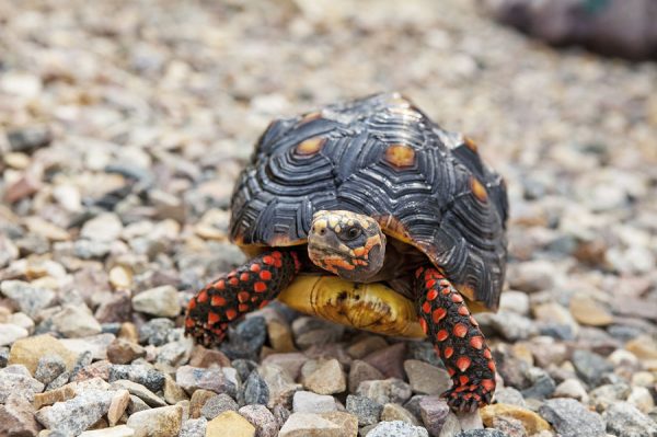 Red Footed Tortoise